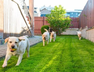 dogs-in-fenced-yard-GettyImages-1084862142