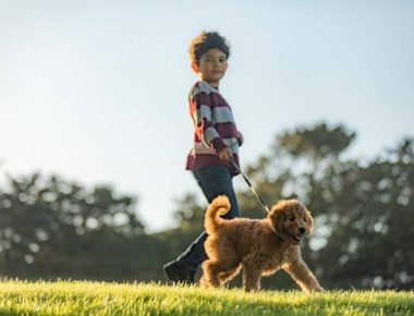 kid-walking-goldendoodle-on-leash