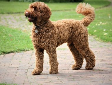 owning-a-labradoodle